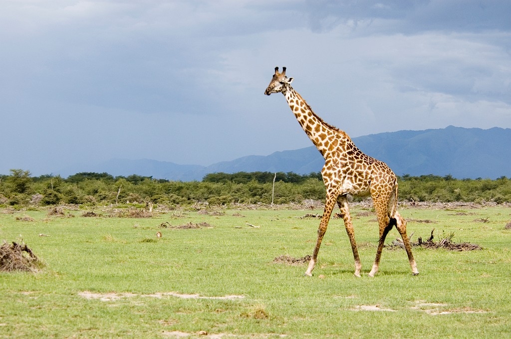 Manyara giraf00.jpg - Giraffe (Giraffa camelopardis), Tanzania 2006